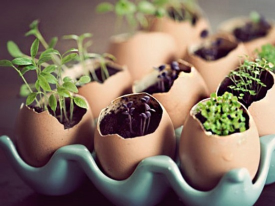 Как выращивать грибы и зелень на балконе